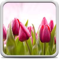 튤립 라이브 배경 화면 on 9Apps