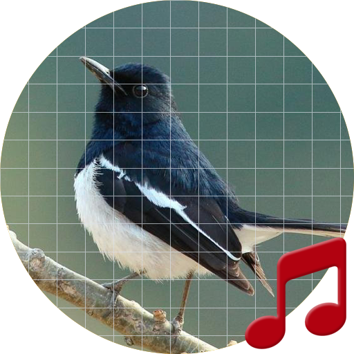 Oriental magpie-robin sounds ~ Sboard.pro icon