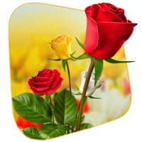 360 Flower live wallpaper 3D