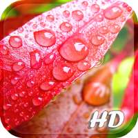 Spring Leaf wallpapers on 9Apps
