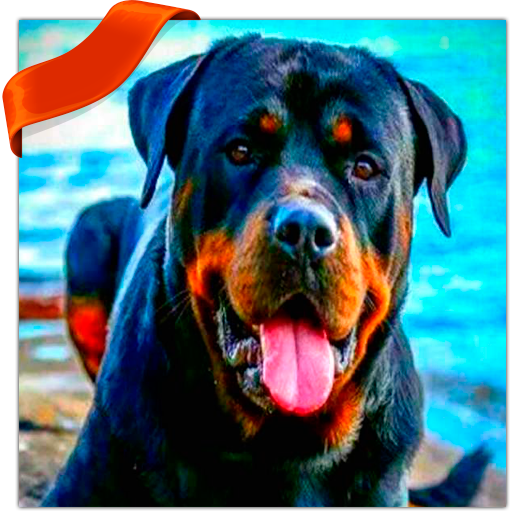 Rottweiler Wallpapers icon