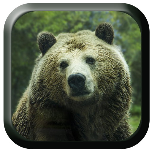 Bear Sound icon