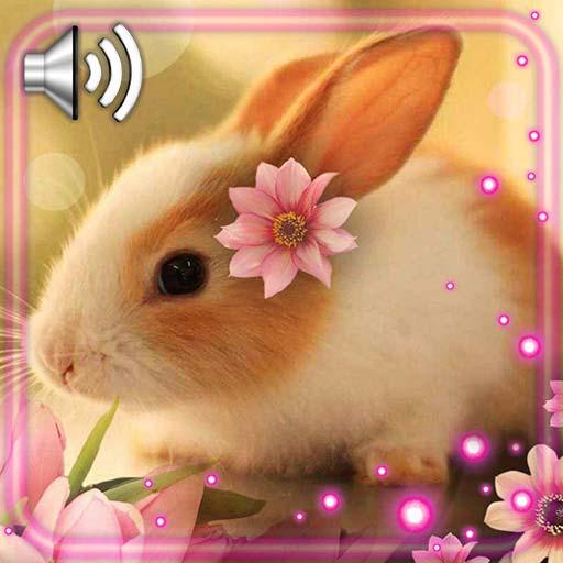 Bunnies Cute Live Wallpaper icon