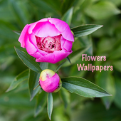 Flowers Wallpapers icon