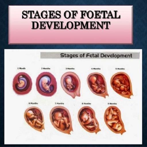 Fetal development stages icon