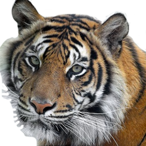 Animals Sounds For Kids icon