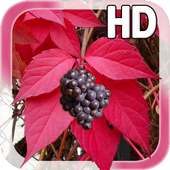 Autumn Grapes LWP on 9Apps