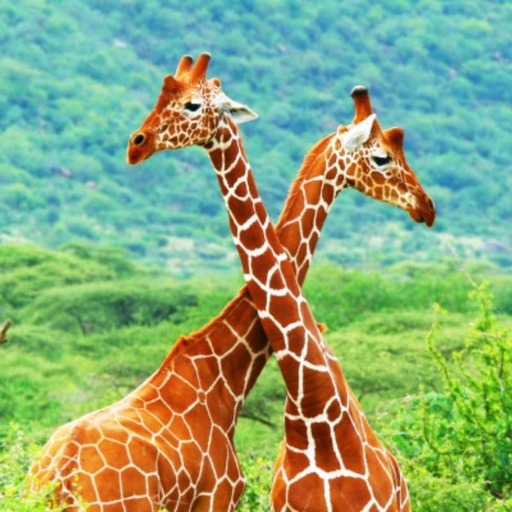 Kenya National Parks and Game Reserves icon