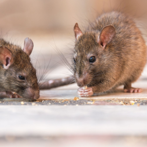 Mouse and Rat Sounds أيقونة