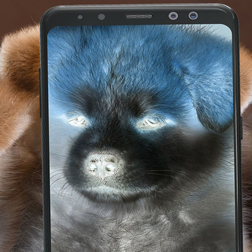 X ray animal photo filter icon