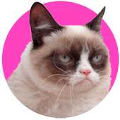 Stickers Crazy Cats for WhApp