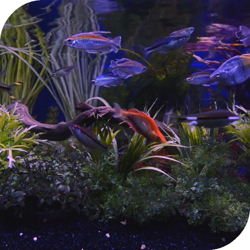 Aquarium Live Wallpaper أيقونة