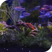 Aquarium Live Wallpaper on 9Apps