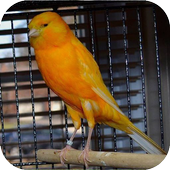 Canary Bird Sounds icon