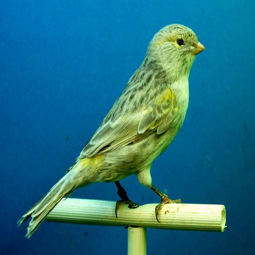 Canaries Bird Sounds icon