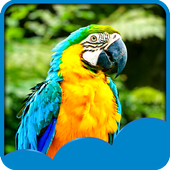 Parrots Live Wallpapers icon