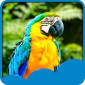 Parrots Live Wallpapers