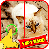 Find Difference Cat Games2016 icon