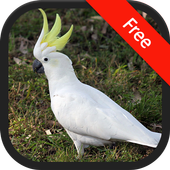 Cockatoo Bird Sounds icon