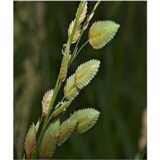 Range Pasture Seed Production أيقونة