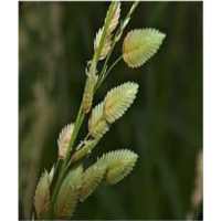 Range Pasture Seed Production on 9Apps