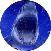 Shark Live Wallpaper icon