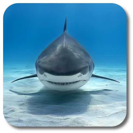 Shark Live Wallpaper icon