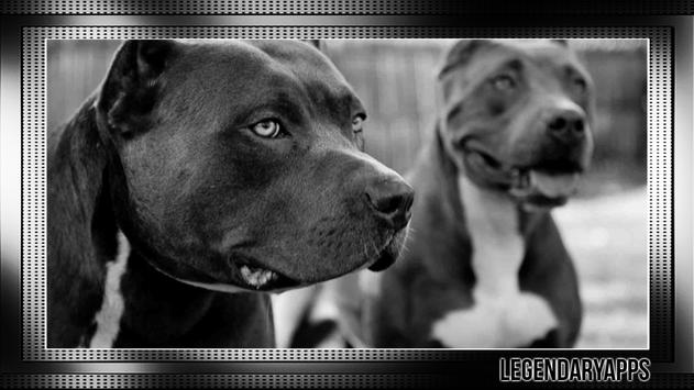 Pitbull Pack 4 Wallpaper screenshot 4