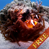 Clown Fish Video Wallpaper icon
