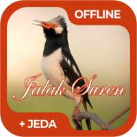Masteran Burung Jalak Suren Offline on 9Apps