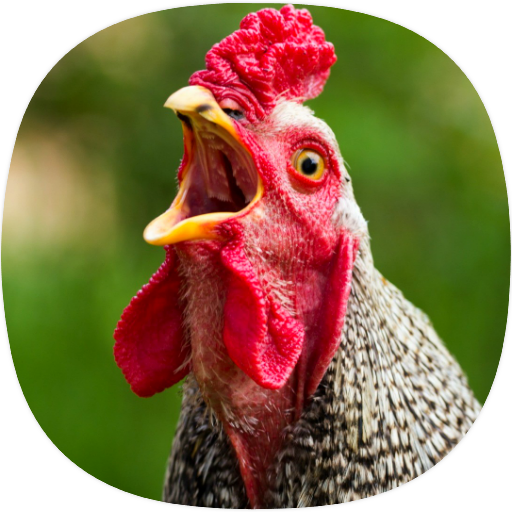 Chicken Ringtones icon