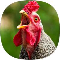 Chicken Ringtones on 9Apps