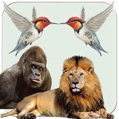 Birds Animal Sounds RingTones icon