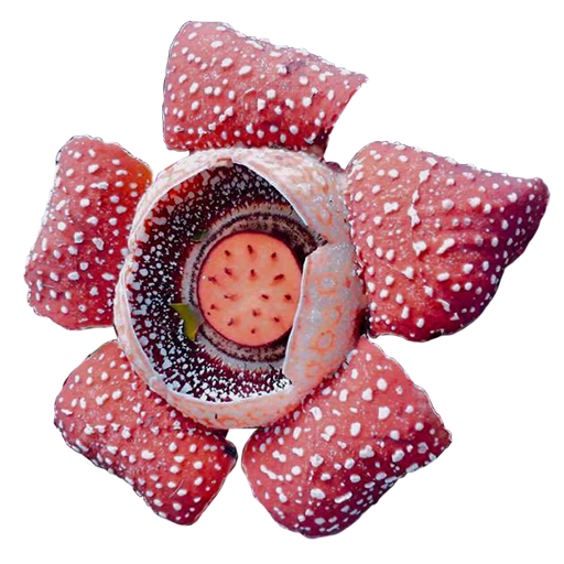 Antique Guide: Your mobile guide to Antique icon