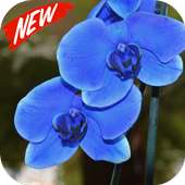 Orchid on 9Apps