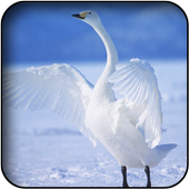 Swan Wallpapers icon