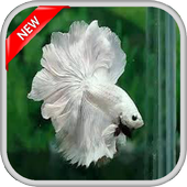 400   Betta Fish أيقونة