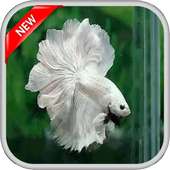 400   Betta Fish on 9Apps