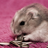Funny Hamsters Cute New Jigsaw Puzzles icon