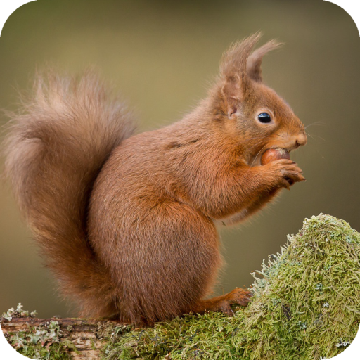 Squirrel Wallpaper أيقونة