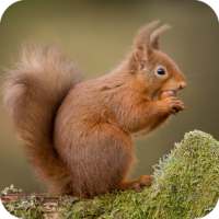 Squirrel Wallpaper on 9Apps