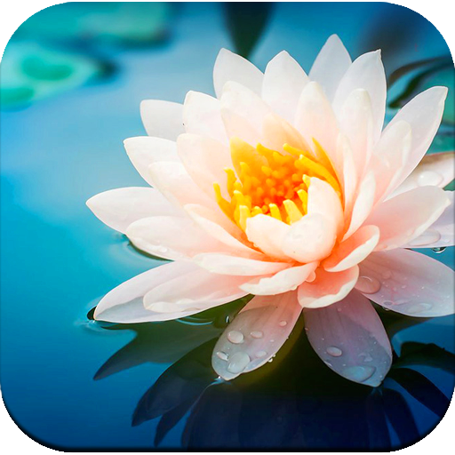 Flower wallpaper أيقونة