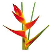 Diccionario Guaraní Español - OFFLINE