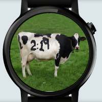 Cow Watch Face on 9Apps