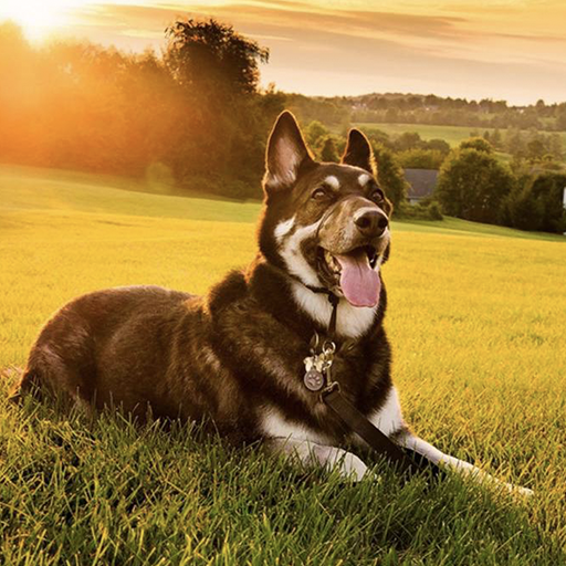 Dog Wallpapers Live HD icon