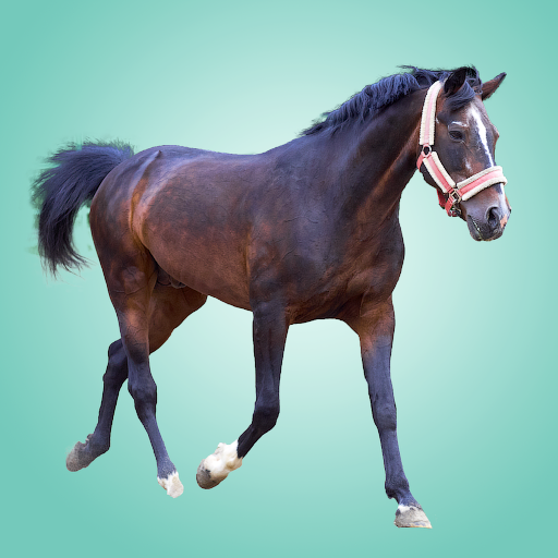 Domestic animals for kids icon