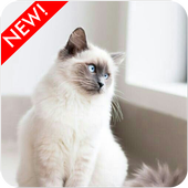 Birman Cat Wallpaper icon