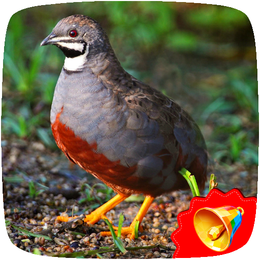 Quail Sounds icon