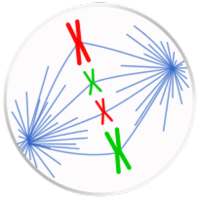 Mitosis, Meiosis and Organelles on 9Apps