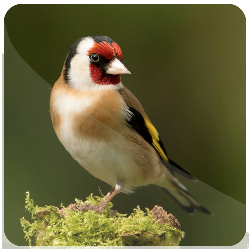 goldfinch master icon